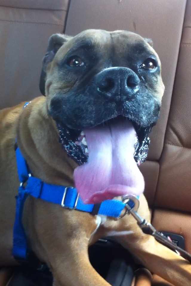 Boxer image 13